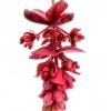 New Zealand Tree Fern Fiber Substrate 1 Gallon - Tezula-8