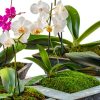 SuperMoss Preserved Sheet Moss Fresh Green Substrate 10x10-6