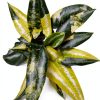 New Zealand Tree Fern Fiber Substrate 1 Gallon - Tezula-7