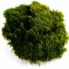 SuperMoss Preserved Sheet Moss Fresh Green Substrate 10x10-1