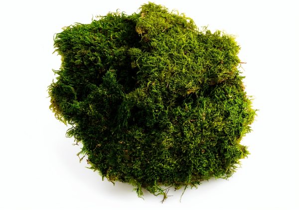 SuperMoss Preserved Sheet Moss Fresh Green Substrate 10x10-1