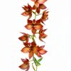 New Zealand Tree Fern Fiber Substrate 1 Gallon - Tezula-3