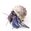 Natural Moss for Hermit Crabs 3.5oz by Begeterday Substrate-1
