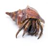 Natural Moss for Hermit Crabs 3.5oz by Begeterday Substrate-3