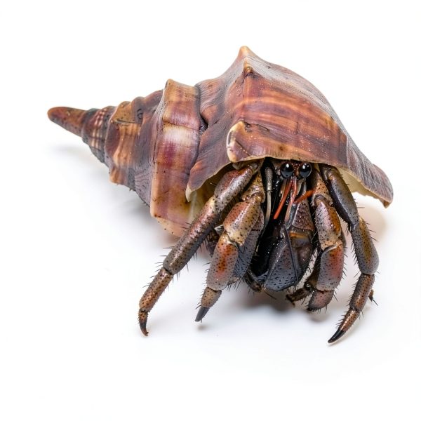 Natural Moss for Hermit Crabs 3.5oz by Begeterday Substrate-3